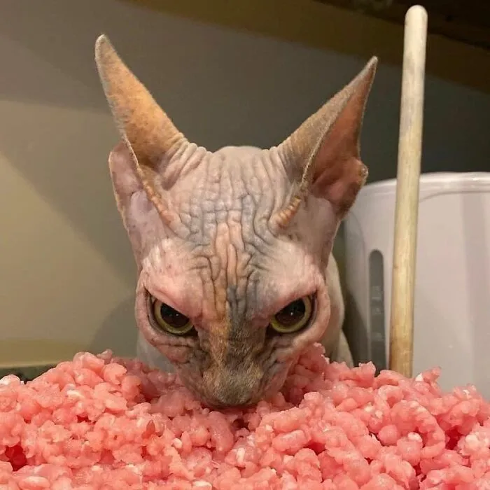 “Gato.exe ha dejado de funcionar”: esta cuenta de Instagram recopila divertidas imágenes de gatos rotos