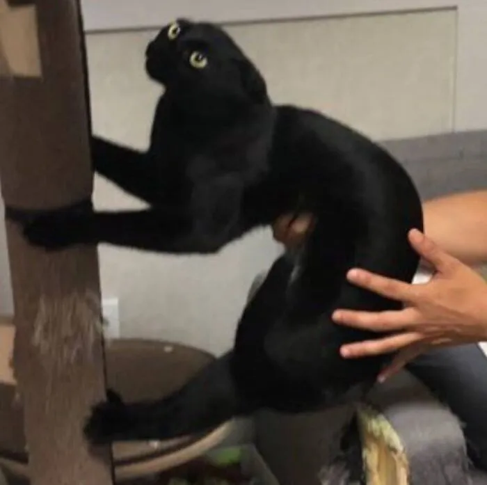 “Gato.exe ha dejado de funcionar”: esta cuenta de Instagram recopila divertidas imágenes de gatos rotos