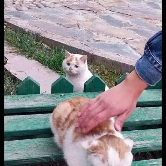 Acarícialo a él también :(