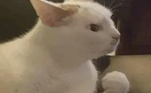 50 Hands-Down Funniest Pics Of Cats From The ‘Cat Virus.Exe’ Instagram Page