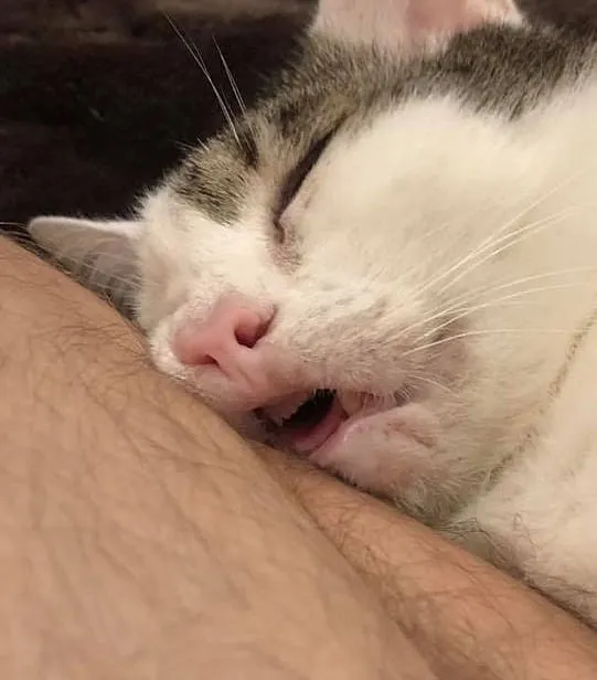 “Gato.exe ha dejado de funcionar”: esta cuenta de Instagram recopila divertidas imágenes de gatos rotos