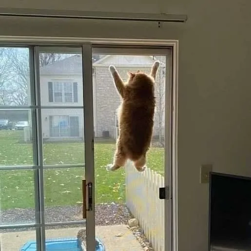 Garfield está actuando extraño