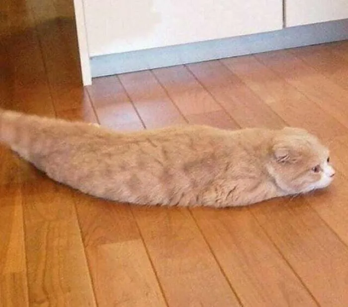 “Gato.exe ha dejado de funcionar”: esta cuenta de Instagram recopila divertidas imágenes de gatos rotos