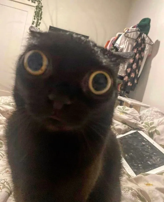 “Gato.exe ha dejado de funcionar”: esta cuenta de Instagram recopila divertidas imágenes de gatos rotos