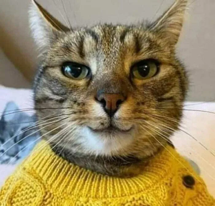 “Gato.exe ha dejado de funcionar”: esta cuenta de Instagram recopila divertidas imágenes de gatos rotos