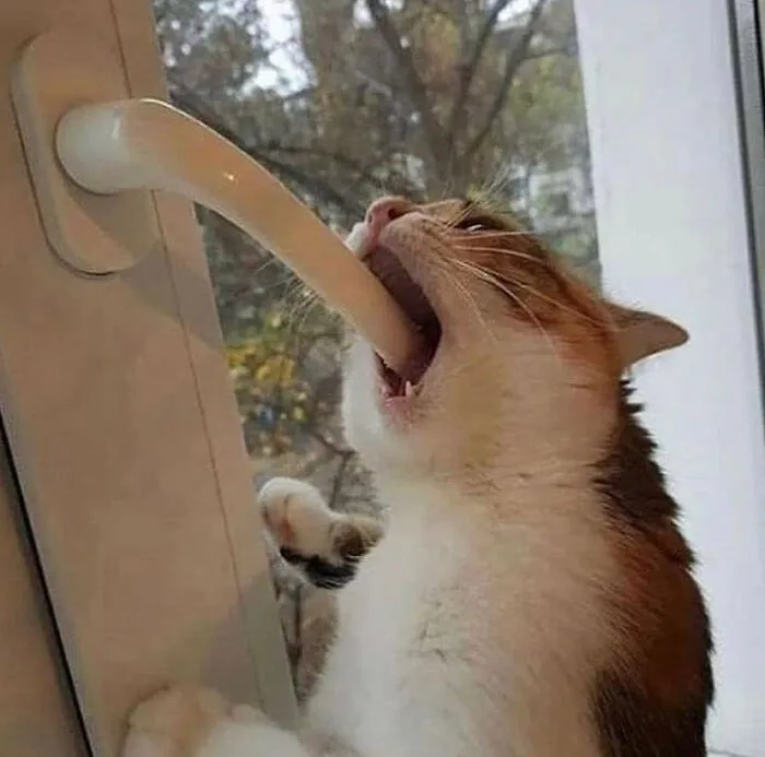 “Gato.exe ha dejado de funcionar”: esta cuenta de Instagram recopila divertidas imágenes de gatos rotos