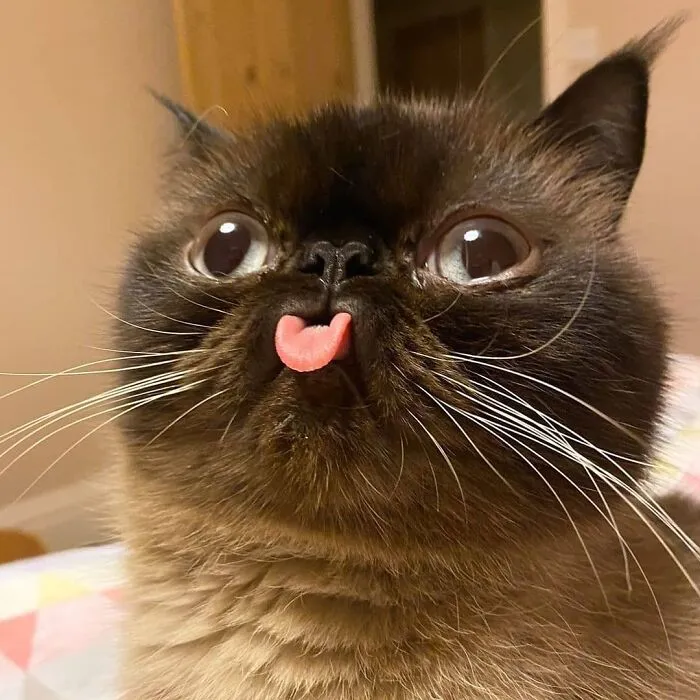 “Gato.exe ha dejado de funcionar”: esta cuenta de Instagram recopila divertidas imágenes de gatos rotos