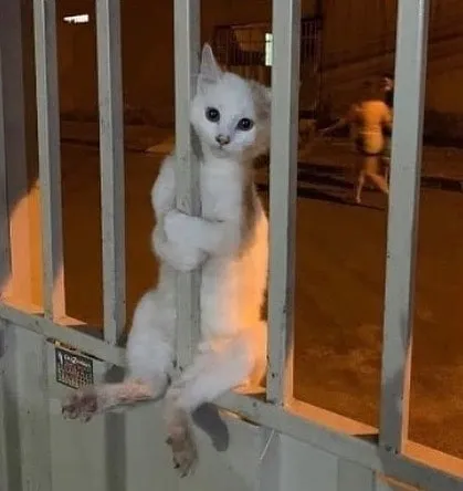 “Gato.exe ha dejado de funcionar”: esta cuenta de Instagram recopila divertidas imágenes de gatos rotos