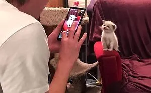 50 Hands-Down Funniest Pics Of Cats From The ‘Cat Virus.Exe’ Instagram Page