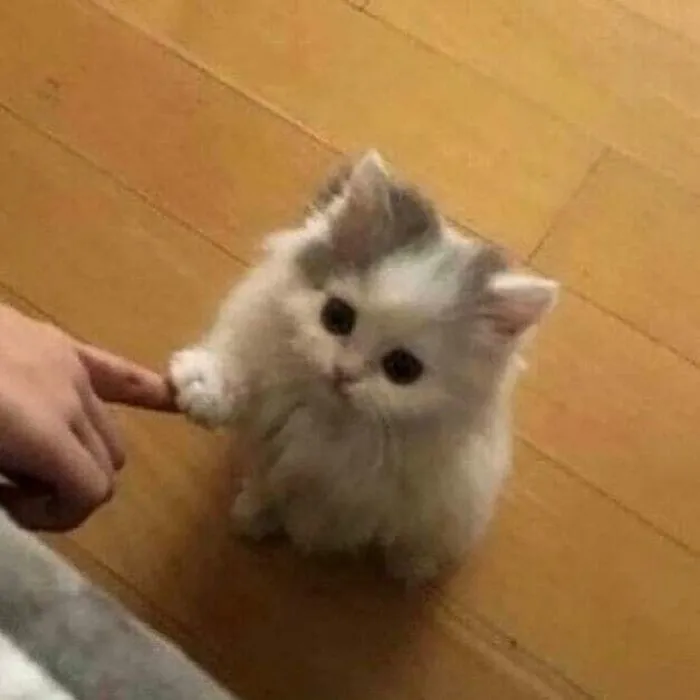 GF Reveal