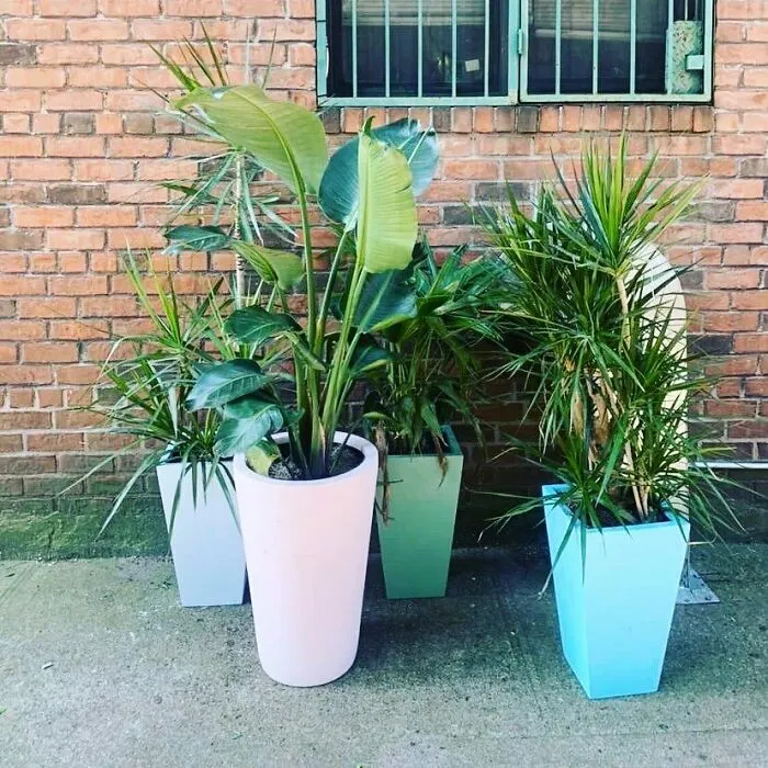 Start The Car!!! Plant Babies! In Front Of 726 Park Pl (Between Bedford And Rogers)