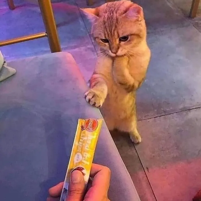 “Gato.exe ha dejado de funcionar”: esta cuenta de Instagram recopila divertidas imágenes de gatos rotos