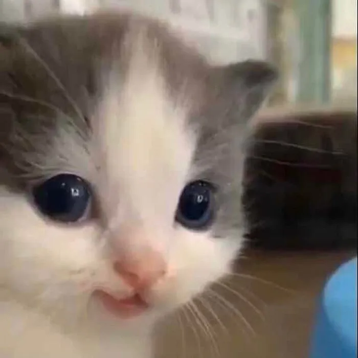“Gato.exe ha dejado de funcionar”: esta cuenta de Instagram recopila divertidas imágenes de gatos rotos