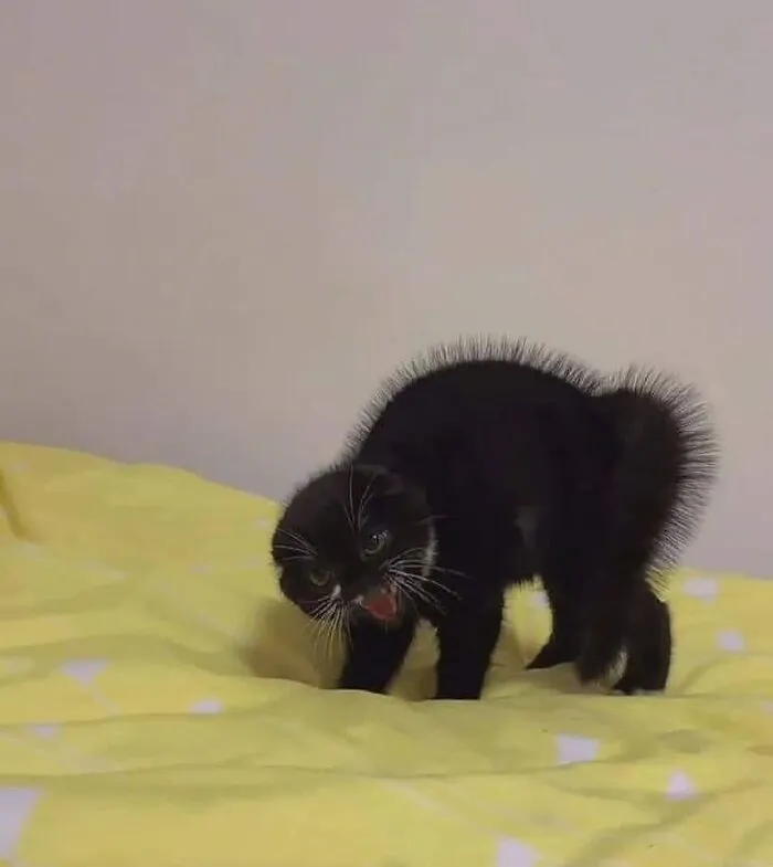 “Gato.exe ha dejado de funcionar”: esta cuenta de Instagram recopila divertidas imágenes de gatos rotos