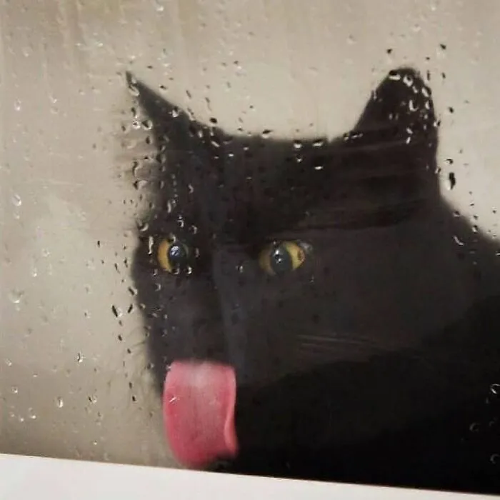 “Gato.exe ha dejado de funcionar”: esta cuenta de Instagram recopila divertidas imágenes de gatos rotos