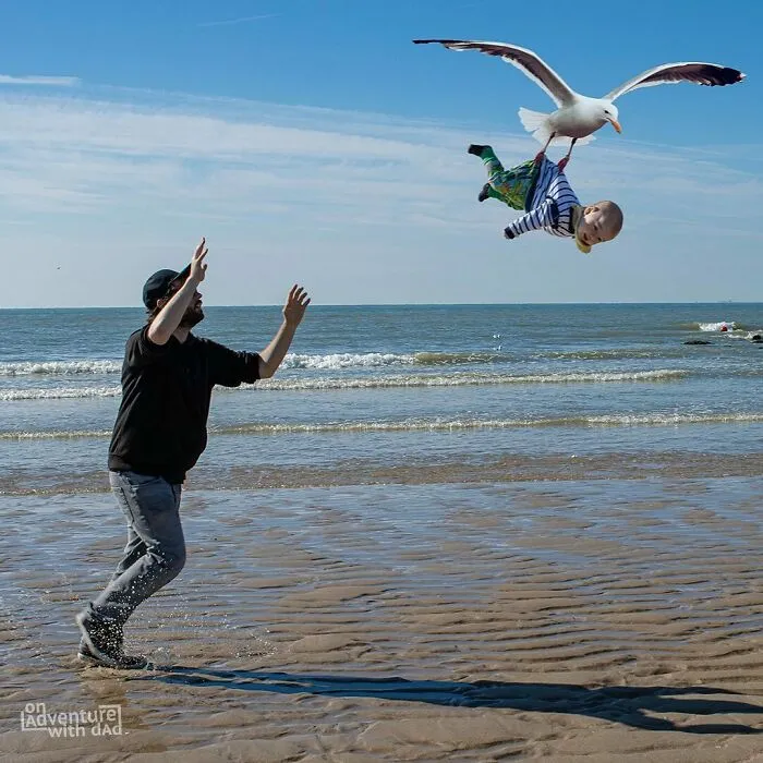 Pasamos dos días en la costa belga. Aparentemente hay un par de gaviotas agresivas allí. Si alguien encuentra su nido con Aster en él, por favor avíseme
