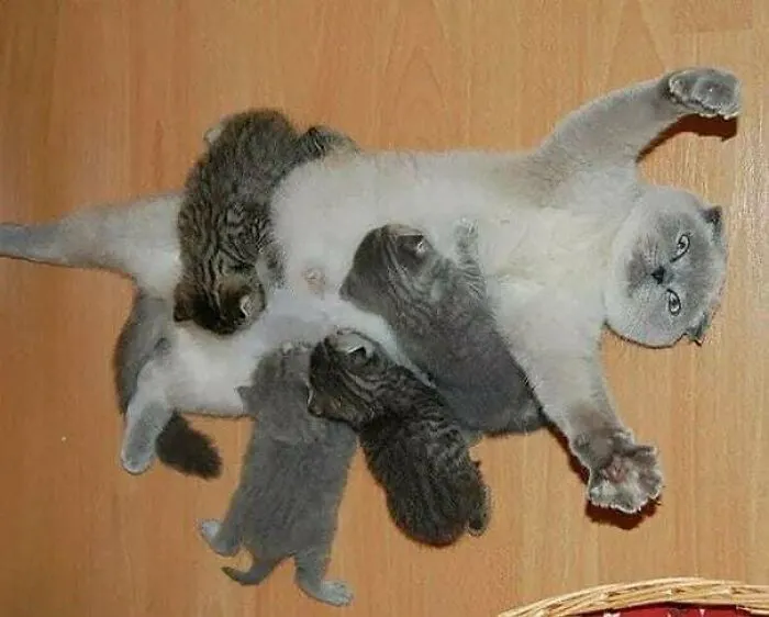 “Gato.exe ha dejado de funcionar”: esta cuenta de Instagram recopila divertidas imágenes de gatos rotos