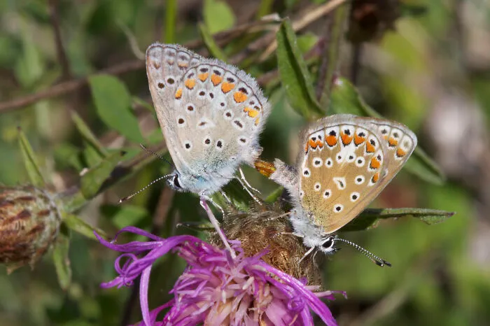 Common Blues (Polyommatus Icarus) Mating.
