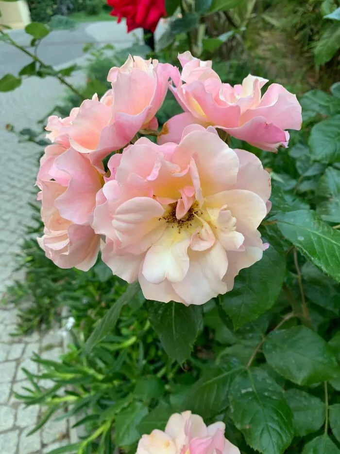 Ombré Pink And Yellow Beauties