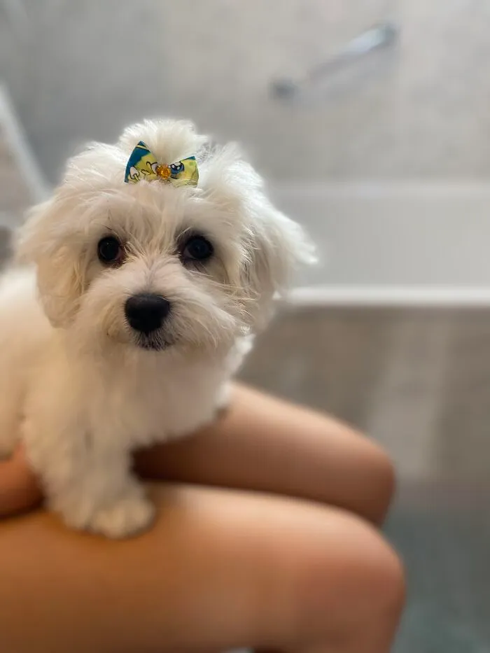 Molly With Her First Ever Bow ❤️