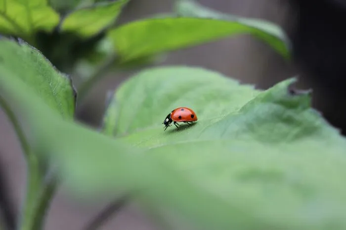 Size Of A Ladybird