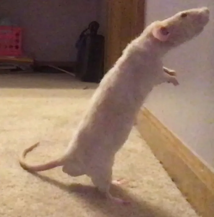 I Got Kevin Soon After I Saw Him At A Local Animal Rescue.