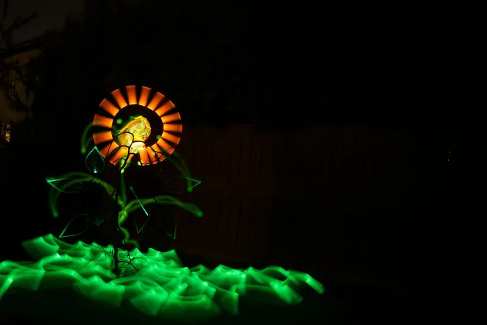 Sun Flower
