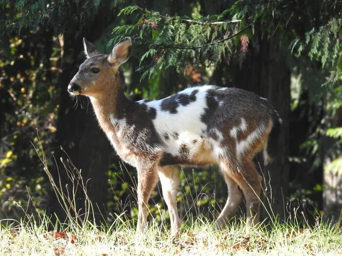 A Piebald Blacktail Deer Fawn