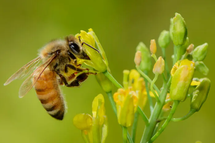 Honey Bee