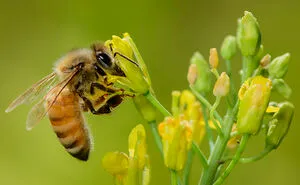 Hey Pandas, Post Your Best Macro Nature Shot (Closed)