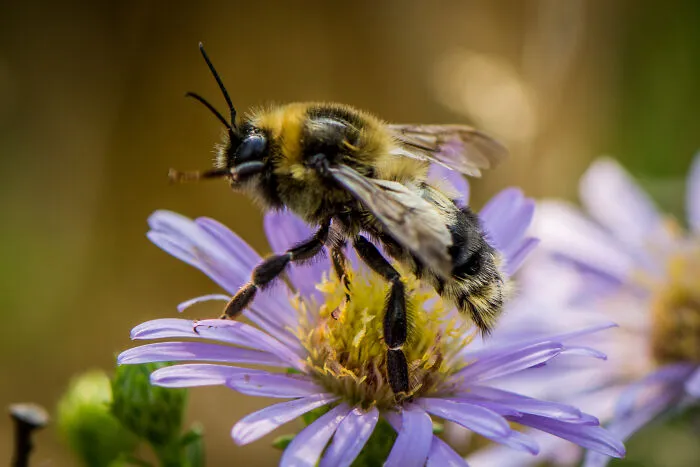 Species Rufocinctus Red Belted Bumble Bee  Bombus Rufocinctus