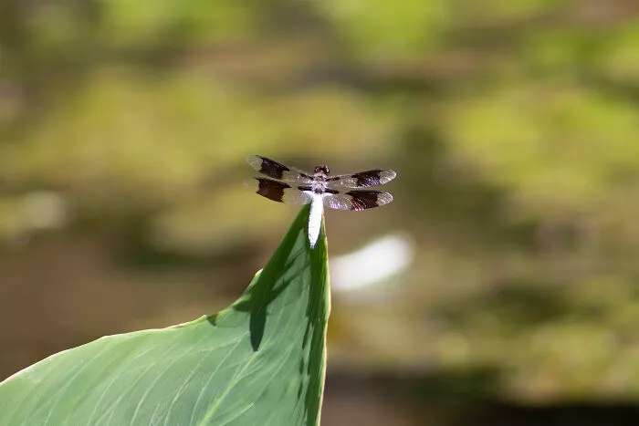 Dragonfly At The Pond.