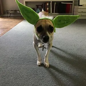 Taco Da Guinea Pig
