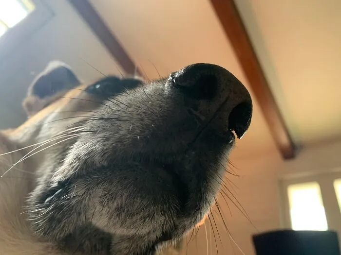 My Dog Hehehe
