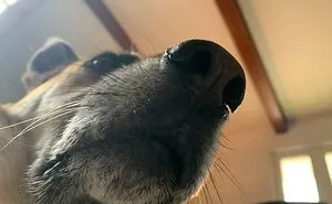 Hey Pandas, Post A Picture Of Your Pet Pulling Its Silliest Face (Closed)