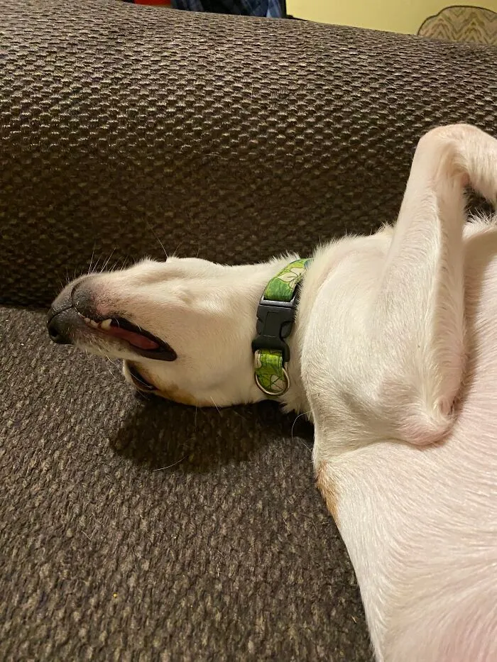 Roscoe At Rest