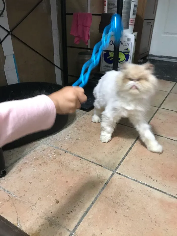This Ridiculous Photo Of My Cat