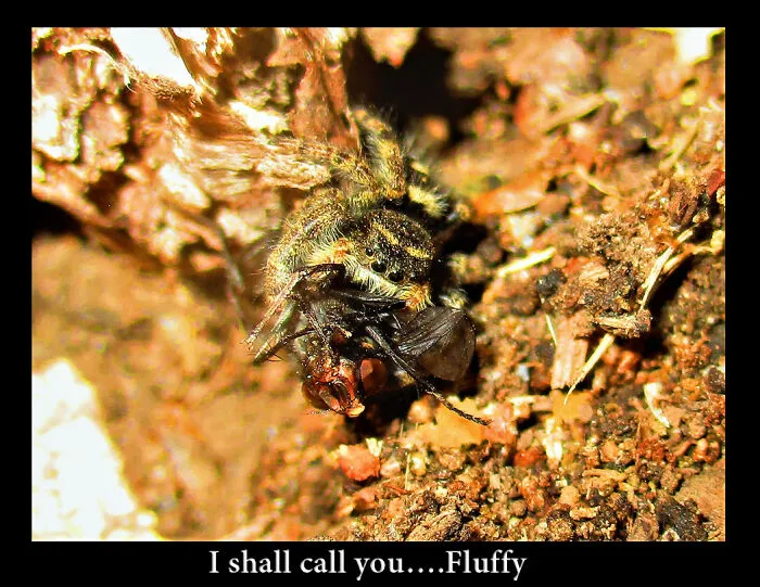 Fluffy