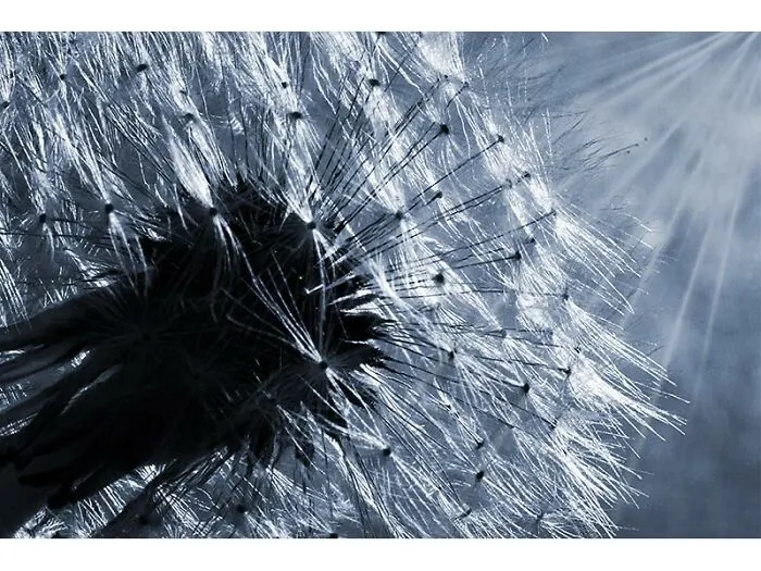 Sunburst Dandelion