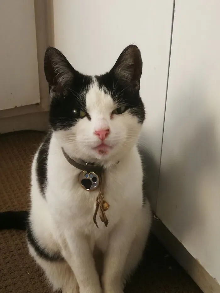 'google' The Cat.