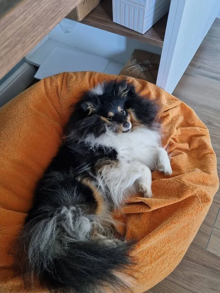 My Sheltie, She Loves Stealing Socks :)