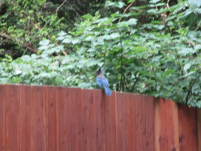Stellar's Jay
