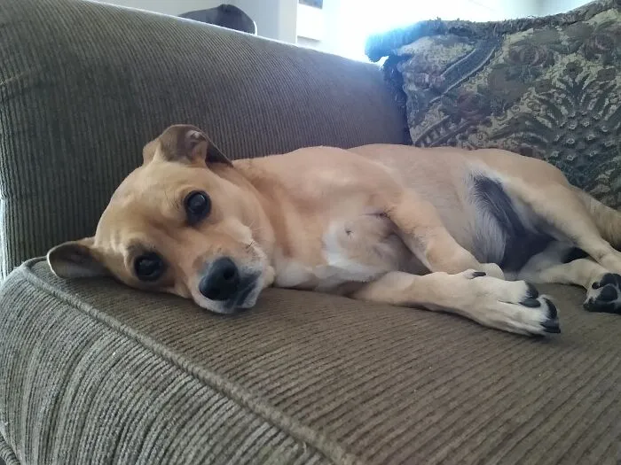 Riley, Mutt, 8 Years Old