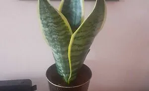 Hey Plant Parents, Show Us Your Favorite Plant (Closed)