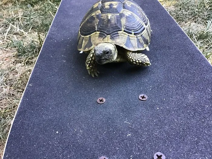 This Is Acorn The Tortoise. She’s One And A Half