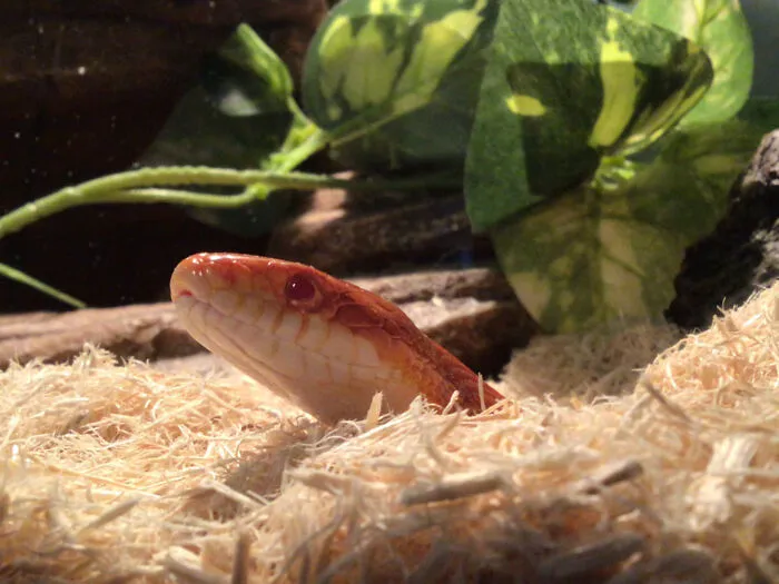 Boop.