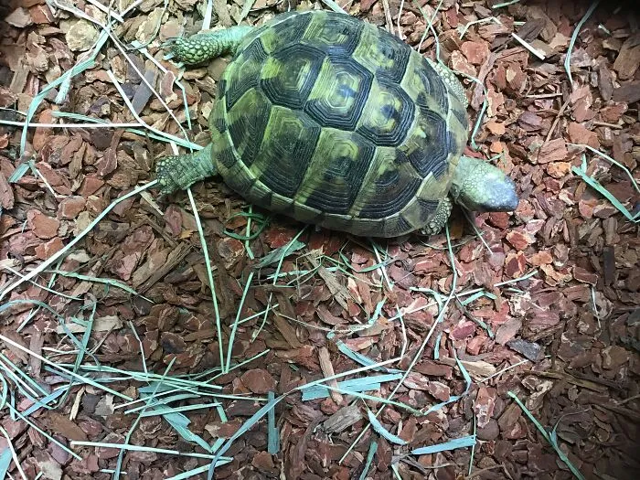 This Is Acorn. She’s A 1 And A Half Years Old, And She’s Super Sweet