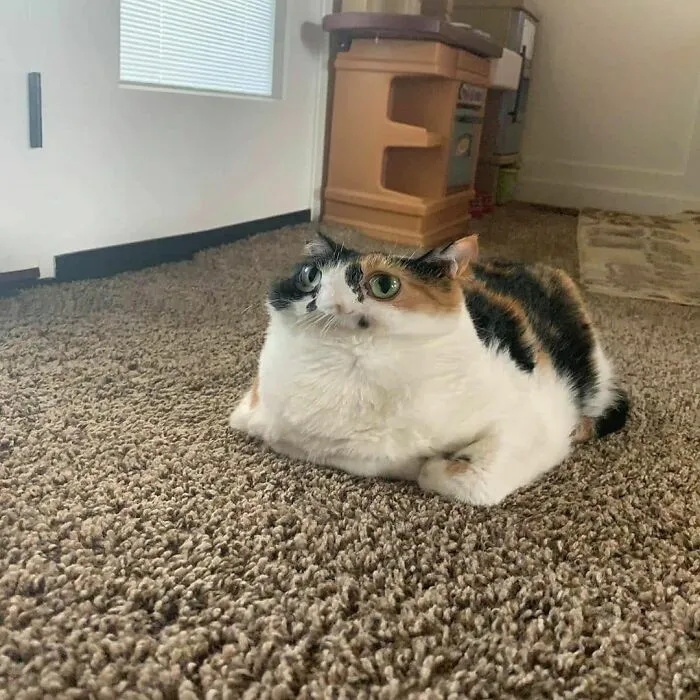 Cat (Picture Not Mine)