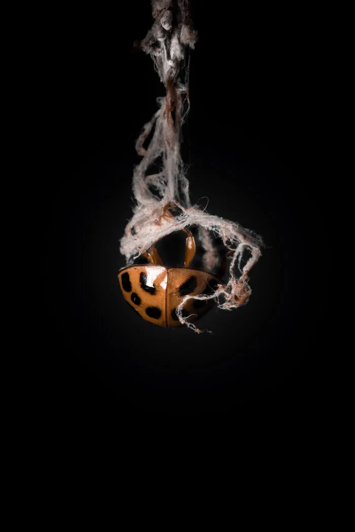 Lady Bug