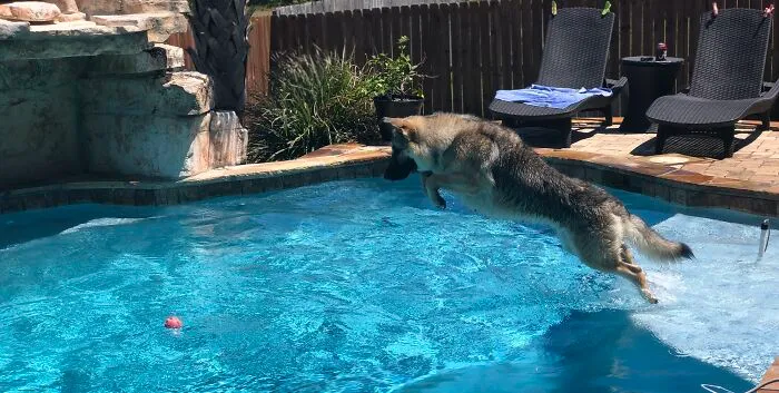 I Love All Animals But German Shepherds Only For Me...